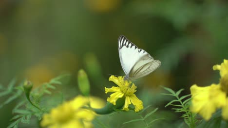 Ein-Schmetterling-Sitzt-Auf-Einer-Ringelblume