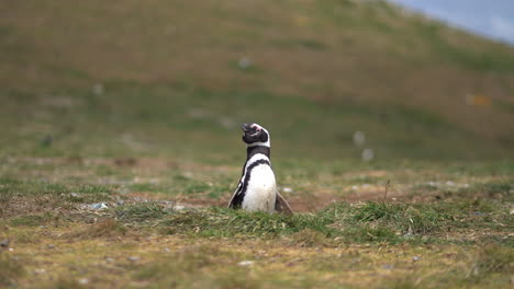 Típica-Exhibición-De-éxtasis-De-Los-Pingüinos-De-Magallanes,-Fuerte-Sonido-De-Propiedad-Del-Territorio