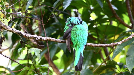 Vista-Frontal-Hembra-Quetzal-Resplandeciente-Posada-En-Una-Rama,-San-Gerardo-Costa-Rica