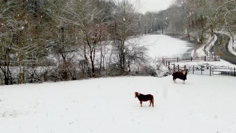 Caballo-Y-Pony-En-La-Nieve-Del-Invierno