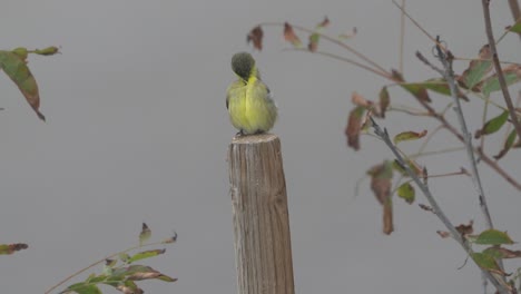 Pájaro-De-Vientre-Amarillo-De-Cerca