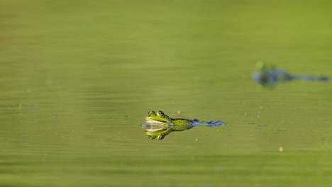 Grüner-Frosch-Im-Teich,-Der-Beine-Benutzt,-Um-Zu-Schwimmen-Und-Wellen-Zu-Erzeugen