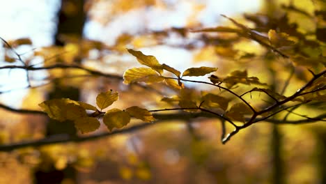 Cinematic-macro-close-up-manual-focus-oak-tree-branch-and-vibrant-yellow-and-orange-leafs-in-warm-autumn-fall-light-with-blue-sky-and-strong-background-blur,-moving-in-a-soft-wind-breeze
