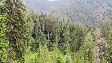 Pristine-mountain-pine-forest-in-Swiss-alps,-aerial-pedestal