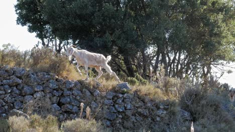 Goat-Walking-On-Rocks-In-Rural-Landscape---wide-shot