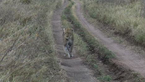 Leopard-big-male,-walking-towards-camera-on-the-road-in-early-morning-light,-Serengeti,-Tanzania