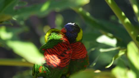 A-pair-of-rainbow-lorikeet-parrots-perched-on-a-branch-in-the-rainforest-and-lovingly,-tenderly-grooming-each-other
