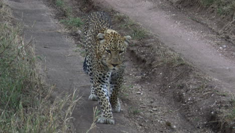 Leopard-big-male,-walking-towards-closer-to-camera-on-the-road-in-early-morning-light,-Serengeti,-Tanzania