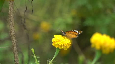 A-butterfly-is-perched-on-a-marigold