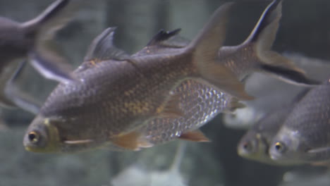 Schwarm-Großer-Silberfische,-Die-Langsam-Und-Ruhig-In-Einem-Aquarium-Schwimmen-Und-Schweben
