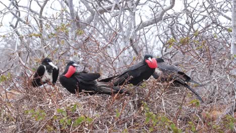 Male-Great-Frigatebird-Fought-On-Other-Male-Great-Frigatebird-Resting-On-Its-Nest-In-North-Seymour,-Galapagos