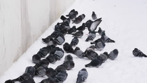 Flock-of-fluffy-pigeons-standing-still-on-thick-snowy-ground-during-winter
