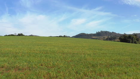 Campos-De-Cultivo-Verdes-Con-Hierba-Verde-Y-Cielo-Azul