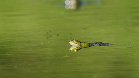 Grüner-Frosch-Im-Sumpf,-Video-Von-Amphibien,-Die-An-Land-Und-Im-Wasser-Leben-Können,-Riesenkrötenfrosch-Oder-Flusskröte