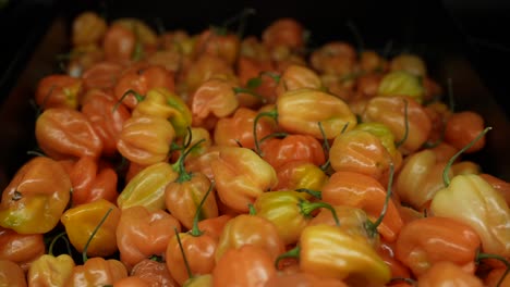 A-heaping-pile-or-organic-red-bell-peppers-in-a-bin-for-sale-at-the-farmer's-market---isolated-close-up-copy-space