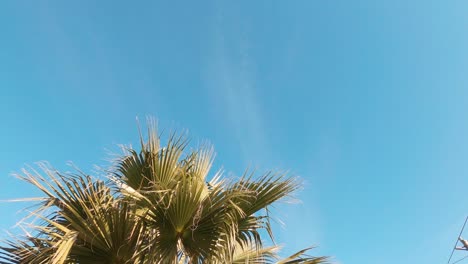 Palm-tree-on-a-sunny-day-swaying-gently-in-the-wind