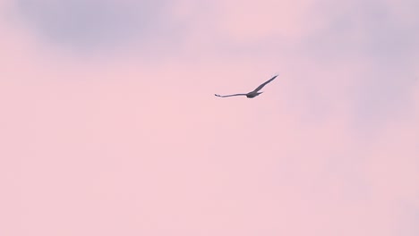Breathtaking-Buzzard-red-kite-eagle-in-flight-hight-in-the-sky-with-red-purple-sunset-colourful-sky