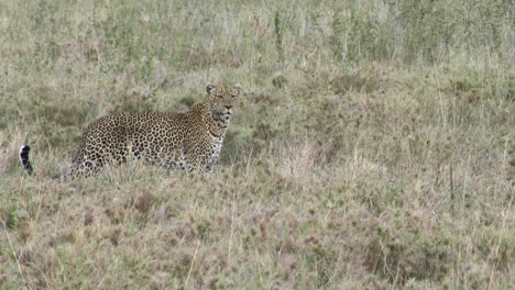 Leopard-big-male,-in-search-for-prey,-Serengeti,-Tanzania