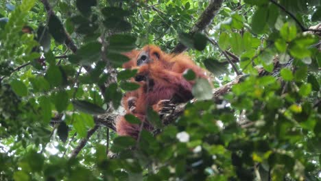 Slow-motion-shot-of-wild-orangutan-mother-and-young-baby-sitting-in-tree-in-Bukit-Lawang,-Sumatra,-Indonesia