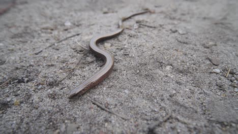 Focused-close-up-of-a-slow-worm-crawling-along-the-ground-towards-the-camera