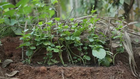 Spinatpflanze,-Die-Im-Boden-Wächst,-Bio-Gemüse-Aus-Nächster-Nähe
