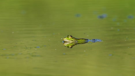 Ein-Frosch,-Der-Auf-Der-Wasseroberfläche-Eines-Teichs-Gefangen-Wurde