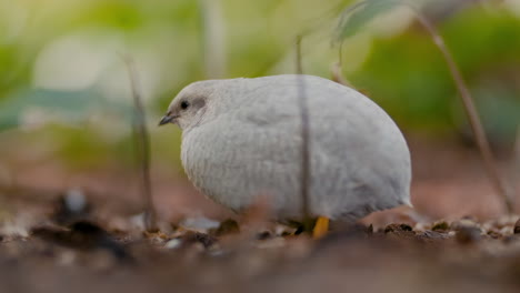 A-curious-white-round-Chinese-king-quail-bird-stands-still-on-the-ground-looking-around-at-the-environment-among-a-few-small-green-plants