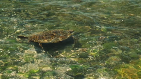 Endangered-Green-sea-turtle-feeding-in-shallow-water-in-Hawaii-on-shallow-water-reef