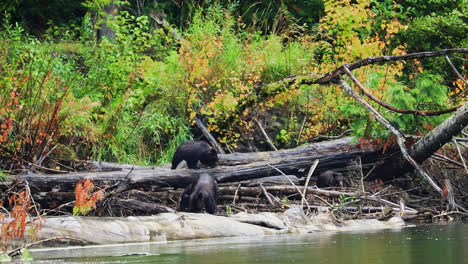 Family-of-Grizzly-bears-foraging-around-dead-fallen-tree-on-riverbank-in-Canada