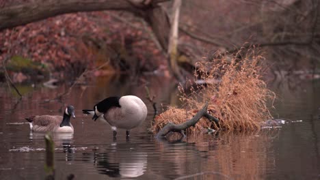 Two-Lovely-Geese-Cleaning-Themselves-In-A-Shallow-Pond-Beside-A-Woody-Debris-On-A-Winter-Day---Medium-Shot