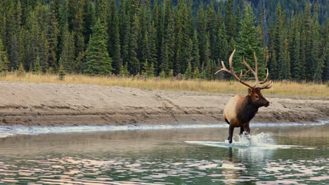 Bull-Roosevelt-Elk-in-shallow-creek,-turns-to-camera,-bugles