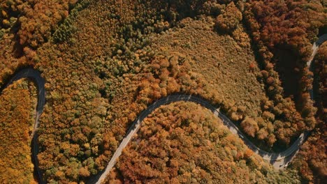 Aerial-overhead-trucking-footage-of-cars-cruising-along-the-scenic-s-shaped-road-winding-through-the-autumn-coloured-forest-in-the-picturesque-Slovak-countryside