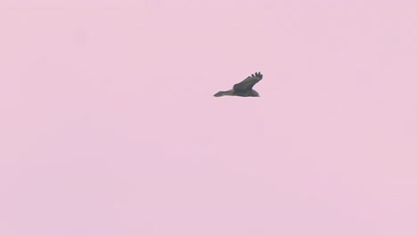 águila-Volando-Y-Flotando-En-El-Espacio-Video-En-Cámara-Lenta