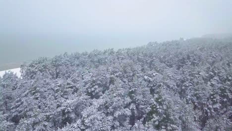 Wunderschöne-Luftaufnahmen-Von-Schneebedeckten-Bäumen,-Leichter-Schneefall,-Nordischer-Kiefernwald,-Ostseeküste,-Breite-Drohnenaufnahme,-Die-Sich-Vorwärts-Bewegt
