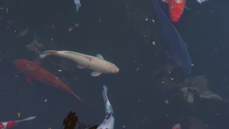 A-pond-full-of-beautifully-colored-koi-fish