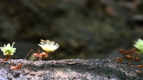 Hormigas-Cortadoras-De-Hojas-Que-Llevan-Pedazos-De-Hojas-Y-Flores-Sobre-Un-Tocón-De-árbol-En-La-Selva-Tropical
