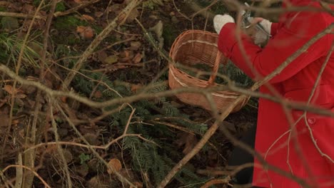 Woman-red-coat-foraging-evergreen-in-the-forest-for-wreath-making-holiday-season-diy-4k-slow-motion