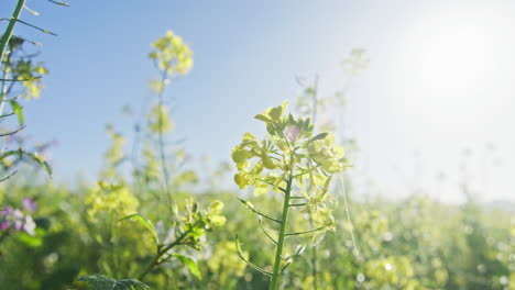 Low-angle-shot-of-yellow-blooming-white-mustard-plants-growing-on-a-field-on-a-sunny-day-in-autumn