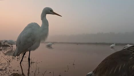 Great-Egret-in-Lake-Side-in-Sunrise-Shot-with-go-pro