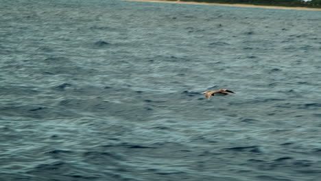 Brown-Boobie-flying-low-over-tropical-water-in-Hawaii-with-land-in-the-background