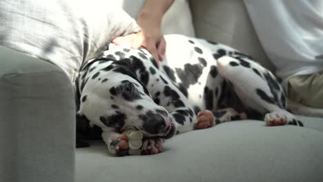 Person-petting-his-Dalmatian-dog-on-the-sofa,-while-it-chews-on-one-of-his-toys,-pet-lifestyle