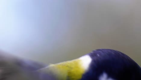 4k-Filmische-Zeitlupen-Makroaufnahme-Eines-Vogels,-Der-Zu-Einem-Vogelhäuschen-Fliegt-Und-Samen-Isst