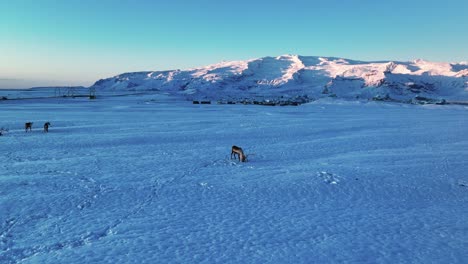 Reindeers-on-a-glacier-in-southern-iceland