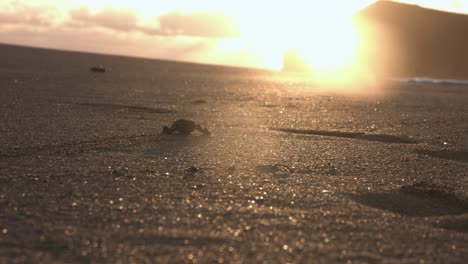 Green-turtle-baby-hatchling-walking-over-the-sand-towards-the-sea-during-golden-hour,-in-Comoros-islands,-Moheli
