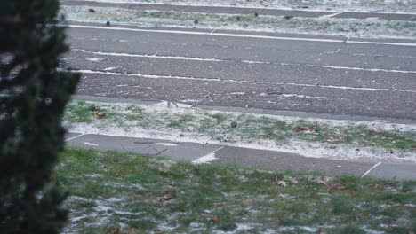 Fresh-snow-in-a-yard-with-Starlings-Scavenging