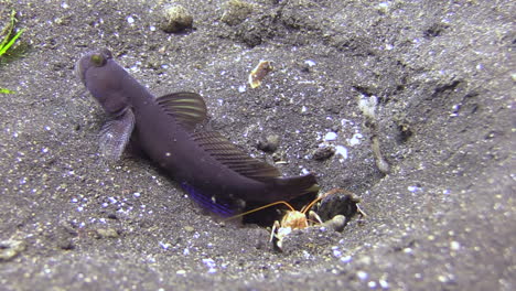 tiger-snapping-shrimp-shoveling-sand-towards-camera-and-thus-making-its-burrow-deeper-while-banded-shrimpgoby-is-on-sentry