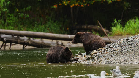 Zwei-Grizzlybärenjunge-Essen-Lachs-Im-Regensturm-Auf-Dem-British-Columbia-River