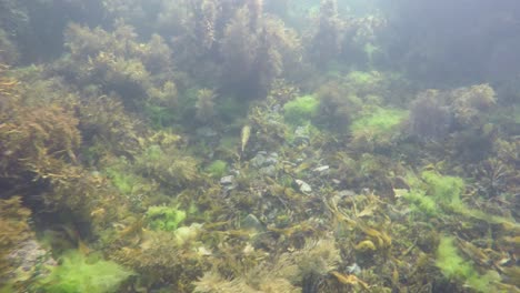 Following-a-Banded-Wrasse-as-it-swims-along-an-underwater-valley-towards-some-tall-seaweed