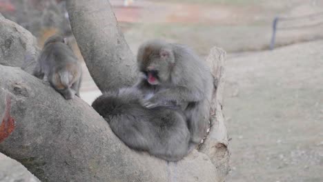 Familia-De-Monos-Macacos-Jugando-En-Un-árbol-En-Un-Parque-En-Arashiyama,-Kyoto,-Japón
