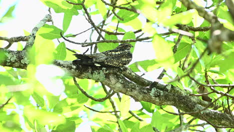 Common-nighthawk--perched-on-branch-on-daytime
